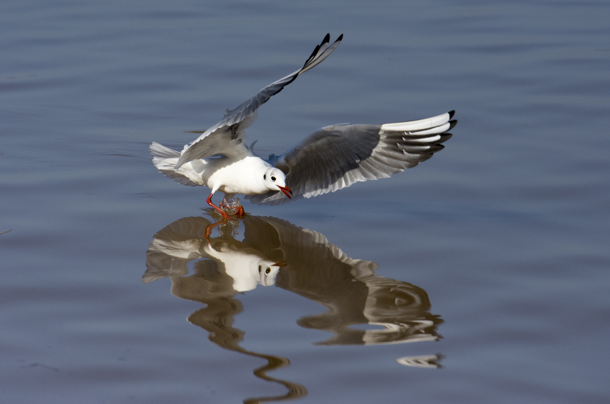 Nikon AF-S Nikkor 70-200mm F2.8G ED VR II sample photo. Reflection photography