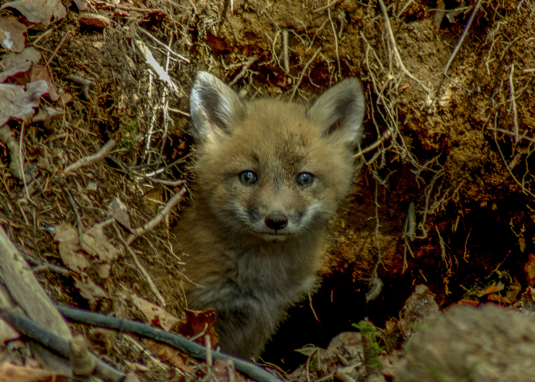 Pentax K-S1 sample photo. Fox baby photography