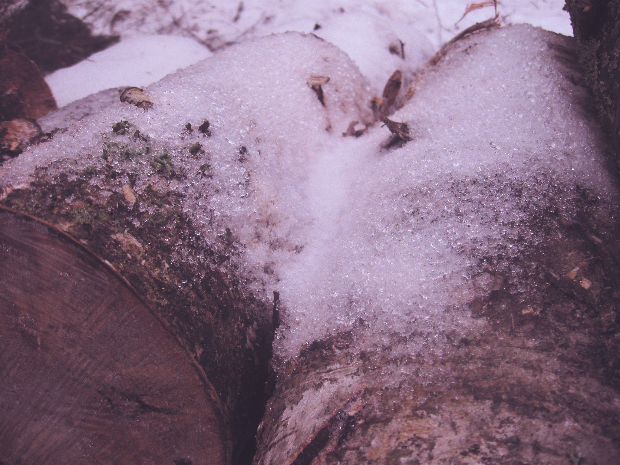 Canon PowerShot A580 sample photo. Hoarfrost on pines. photography