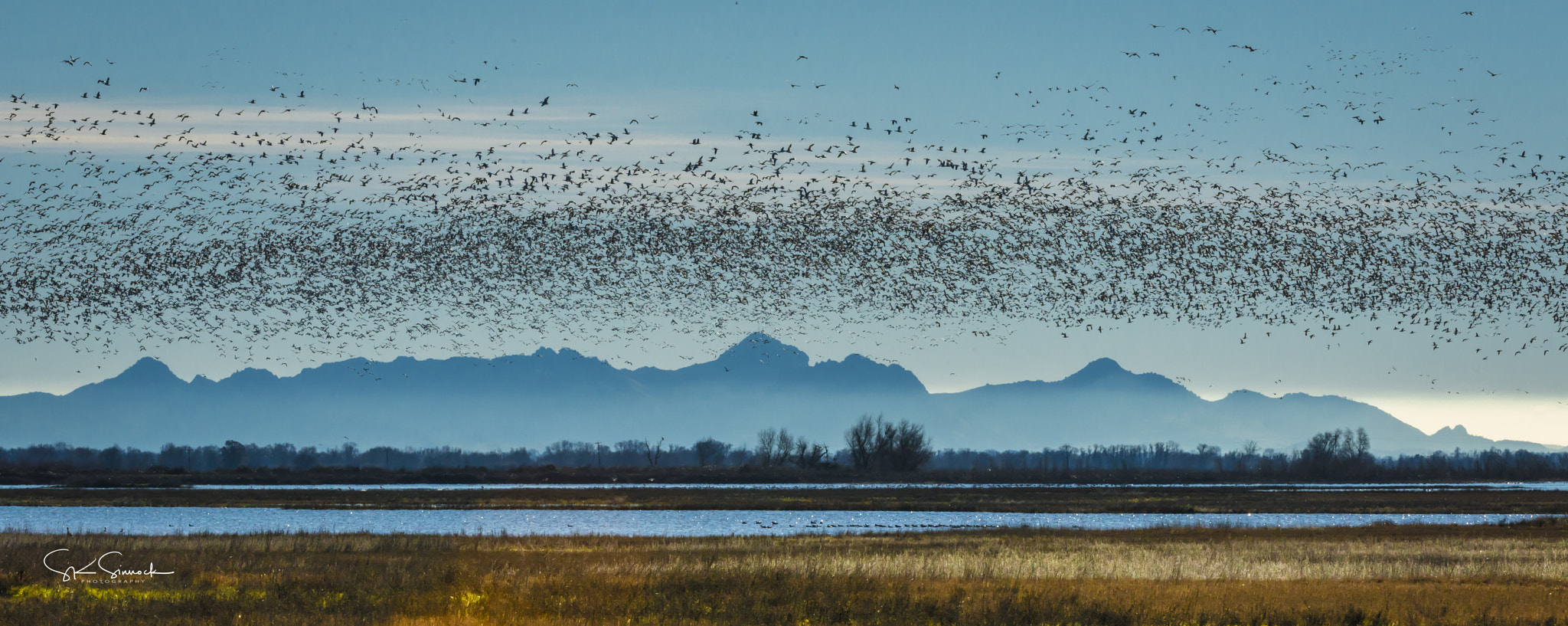 Nikon D800 sample photo. Geese at sacramento nwr, california photography
