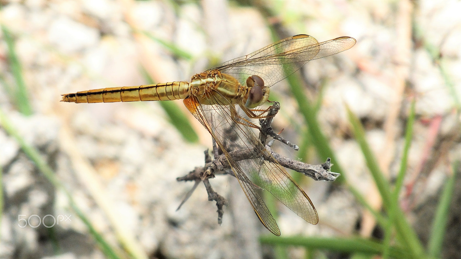 Fujifilm FinePix HS28EXR sample photo. Yellow dragonfly photography