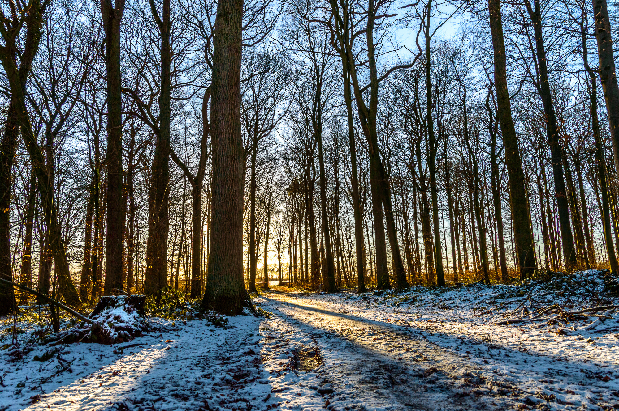 Nikon D3200 sample photo. Forest photography