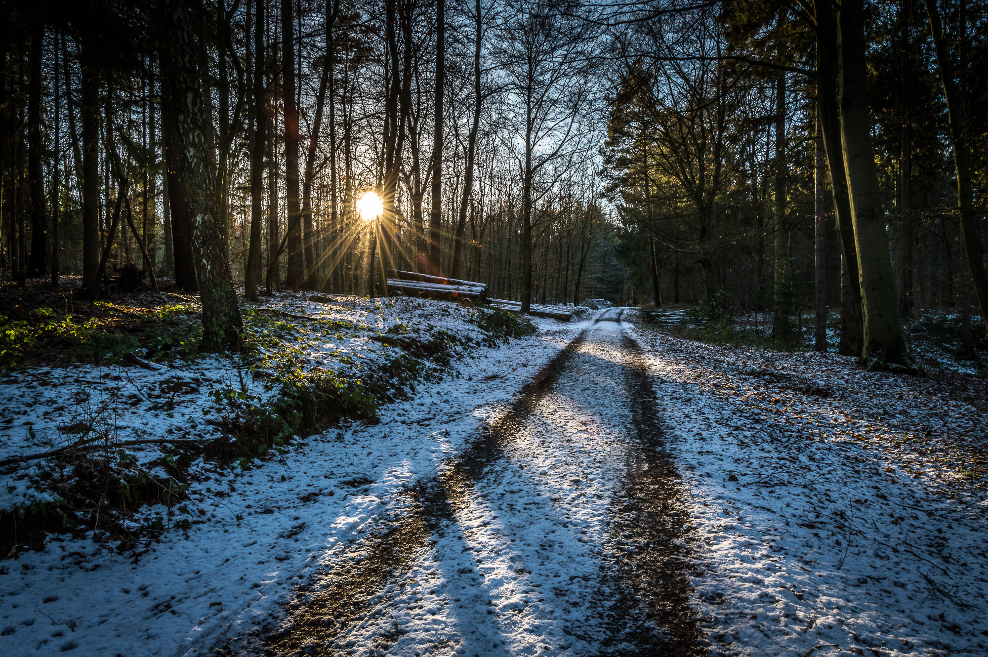 Nikon D3200 sample photo. A walk in the forrest photography