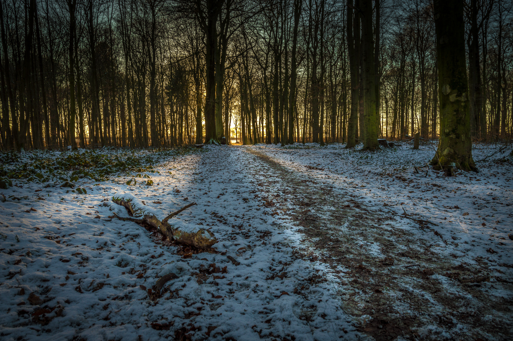 Nikon D3200 sample photo. Snow-white forest photography