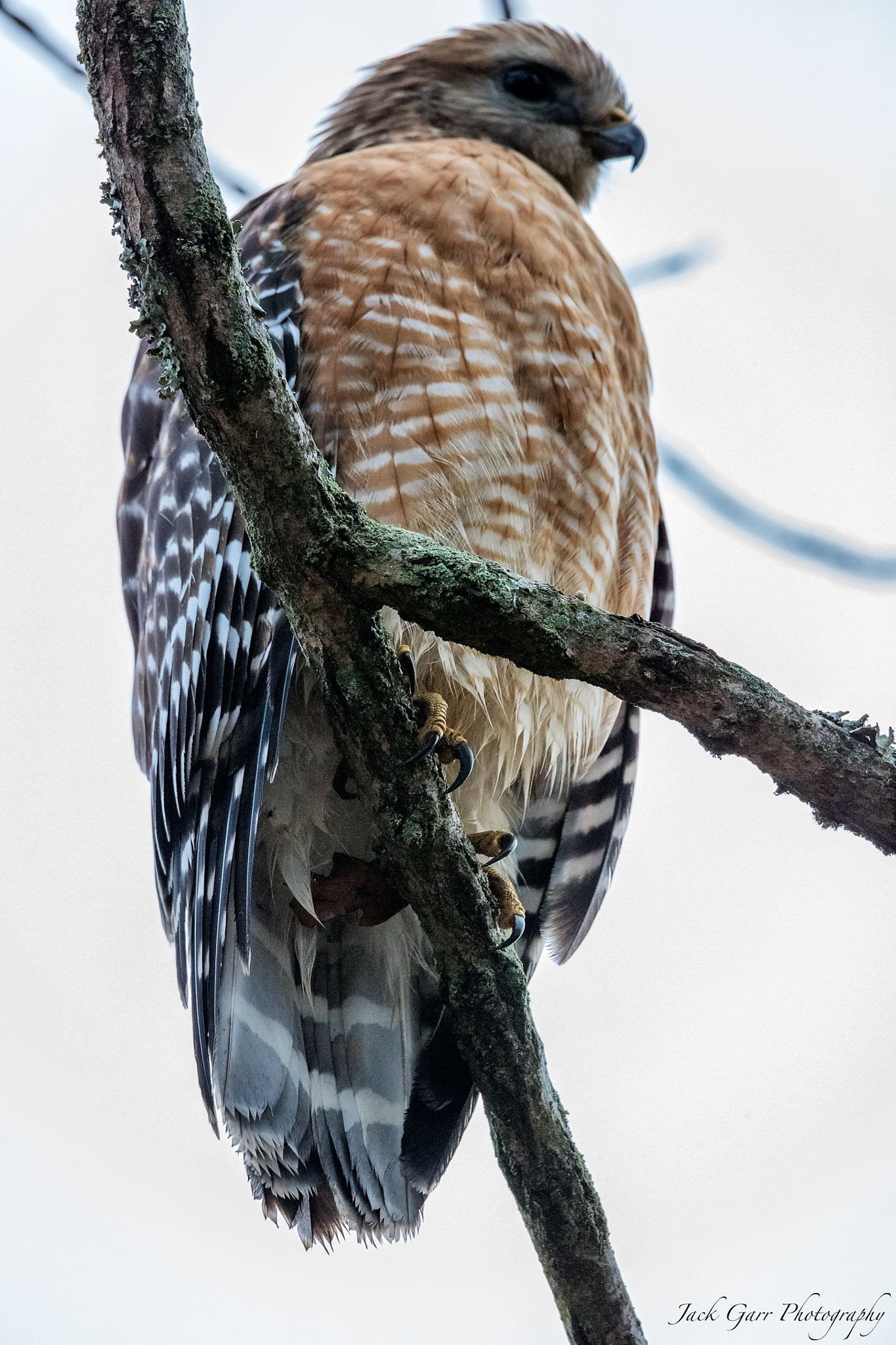 150-600mm F5-6.3 DG OS HSM | Sports 014 sample photo. Red-shouldered hawk photography