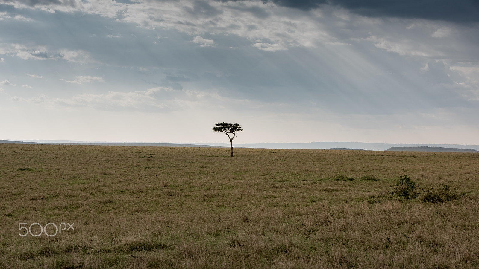 Nikon D810 + Tamron SP 70-200mm F2.8 Di VC USD sample photo. Lonely tree photography