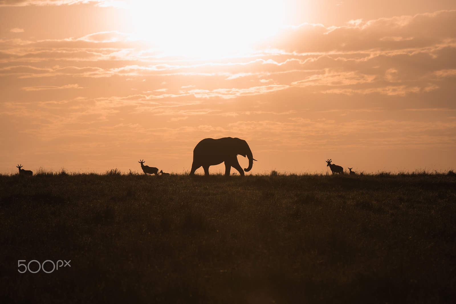 Tamron SP 70-200mm F2.8 Di VC USD sample photo. Elephant sunset photography