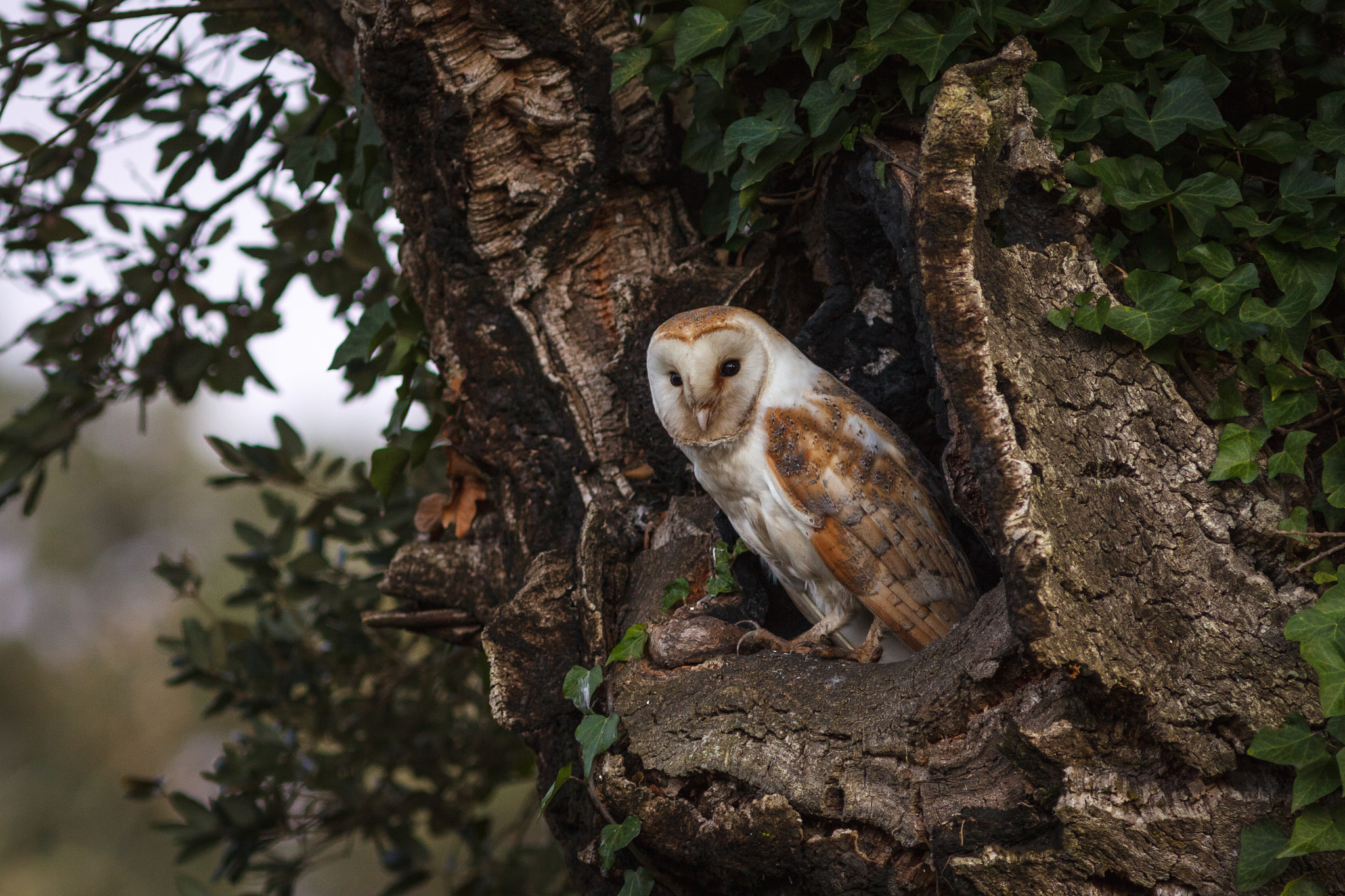 Canon EOS 50D + Canon EF 300mm F4L IS USM sample photo. Chouette effraie des clochers photography