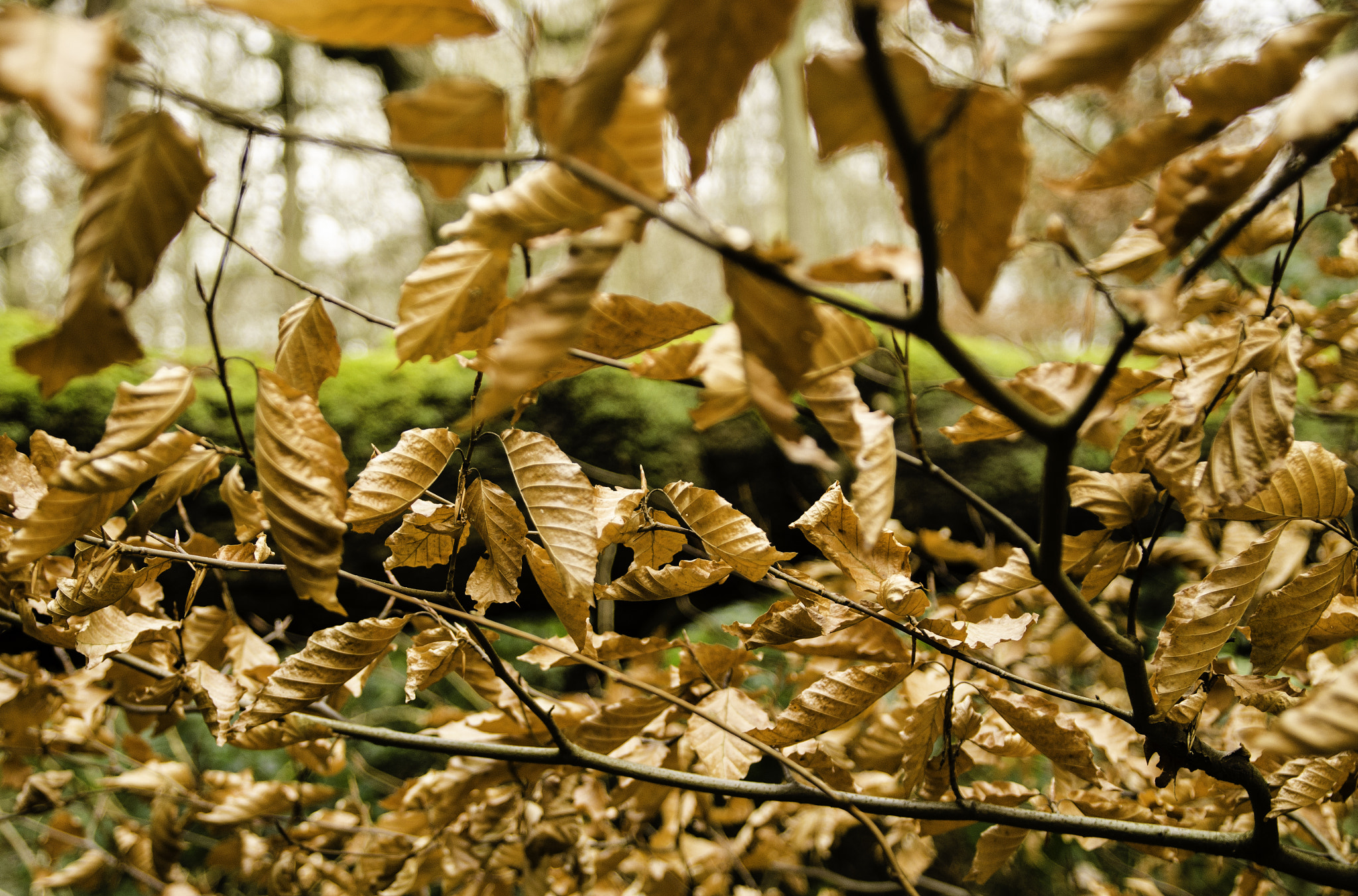 Nikon D7000 + Sigma 17-70mm F2.8-4 DC Macro OS HSM | C sample photo. Autumn leaves, shipley glen photography