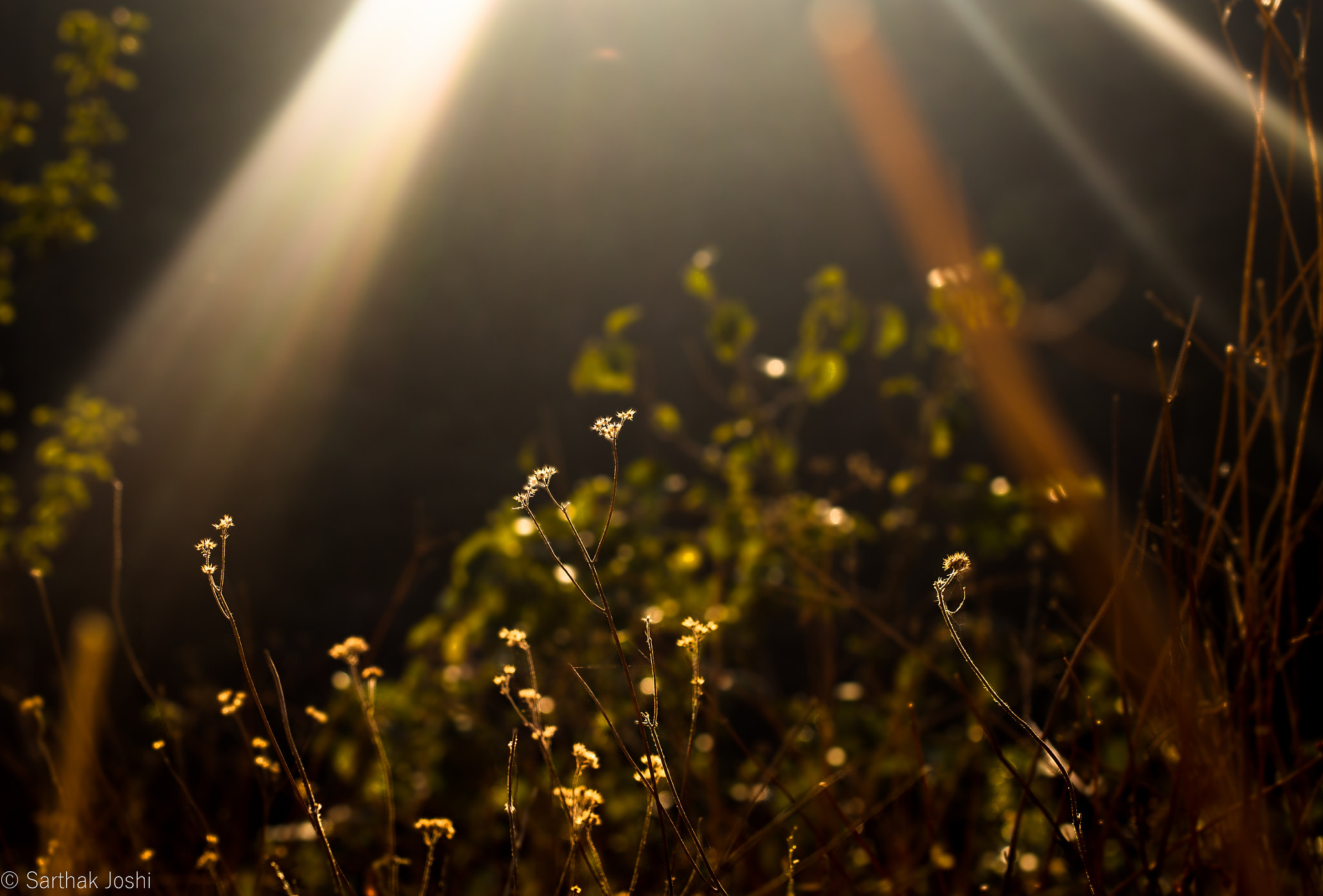 Canon EOS 700D (EOS Rebel T5i / EOS Kiss X7i) + Canon EF 40mm F2.8 STM sample photo. Halo photography