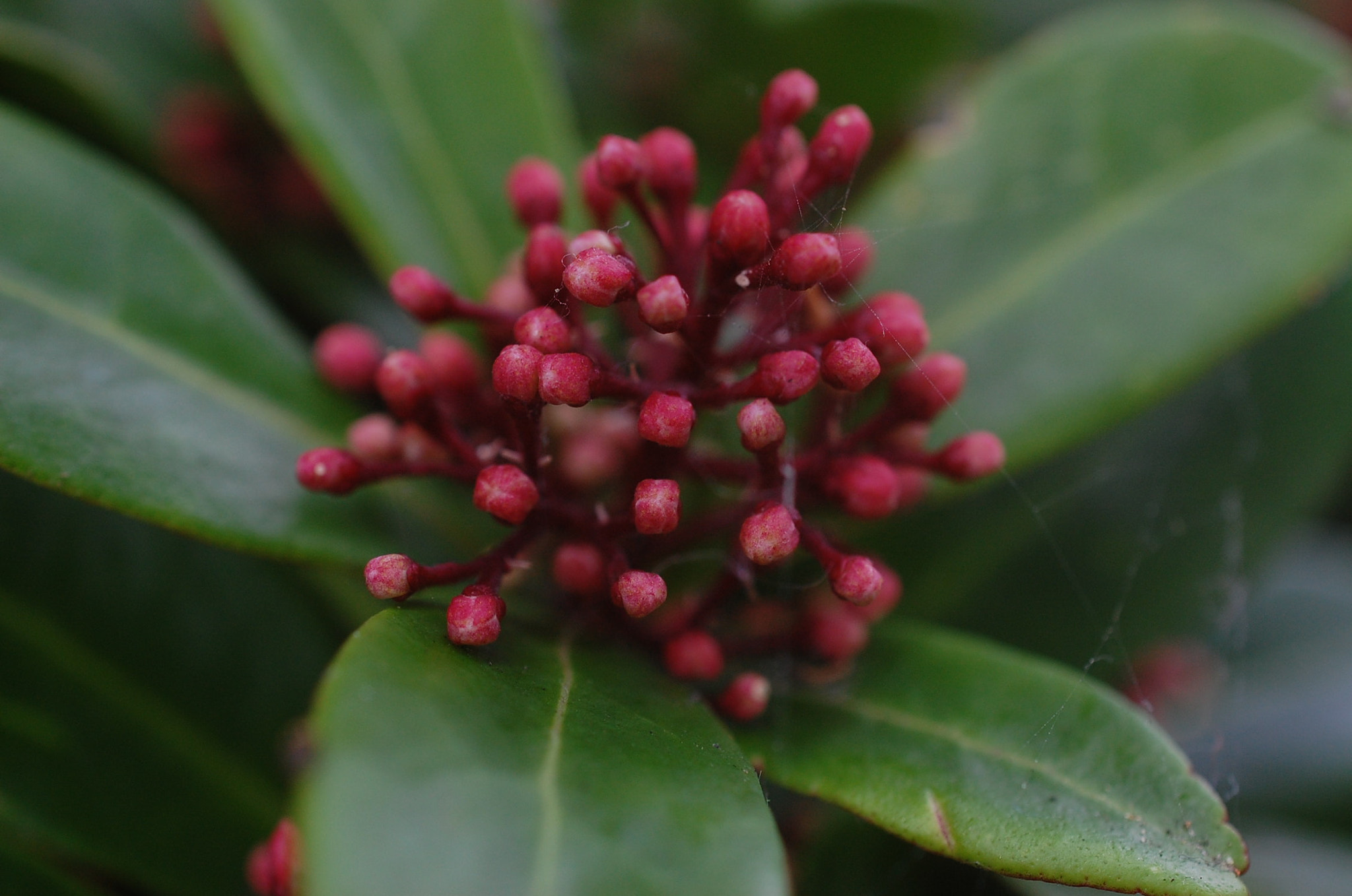 Nikon AF-S DX Micro Nikkor 40mm F2.8 sample photo. Dsc photography