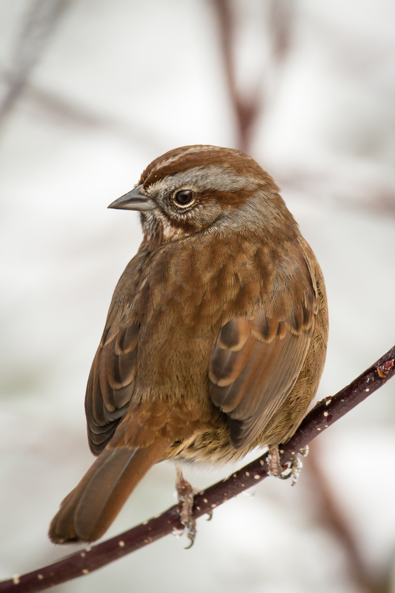 Canon EOS-1D X + Canon EF 500mm F4L IS USM sample photo. Song sparrow (adult pacific northwest form) photography
