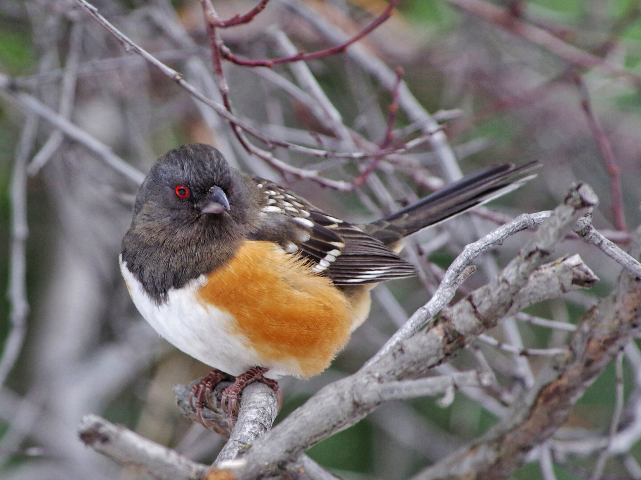 Pentax K-3 sample photo. Towhee photography