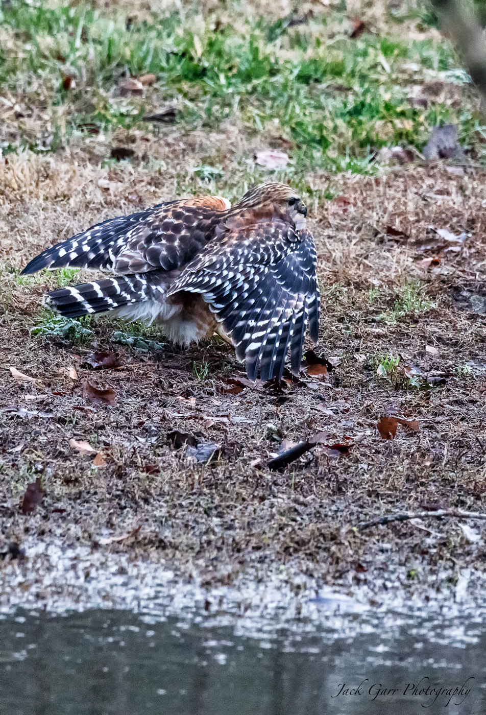 150-600mm F5-6.3 DG OS HSM | Sports 014 sample photo. Red-shouldered hawk hunting photography