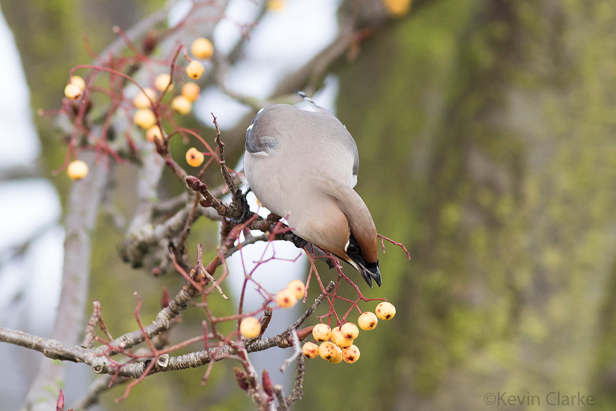 Canon EF 300mm F4L IS USM sample photo. If i stretch i.. might just reach that juicy one. photography
