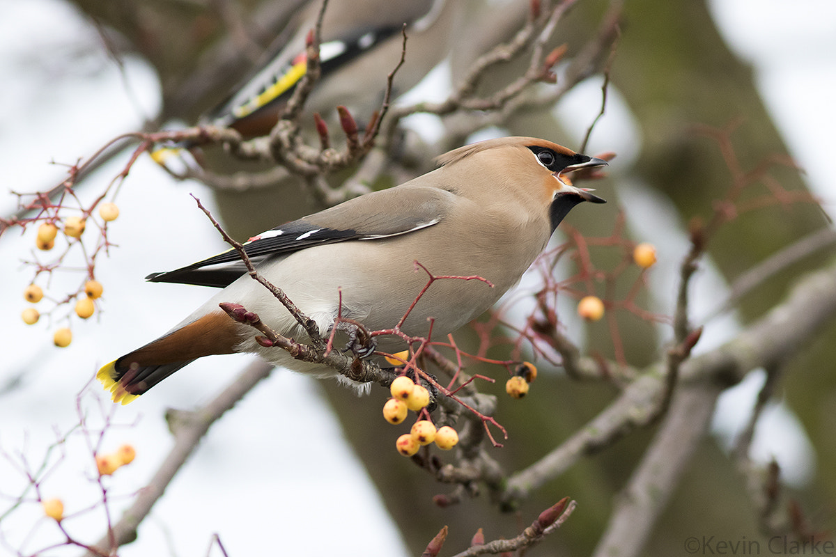Canon EF 300mm F4L IS USM sample photo. I can not chirp with this thing in my mouth. photography
