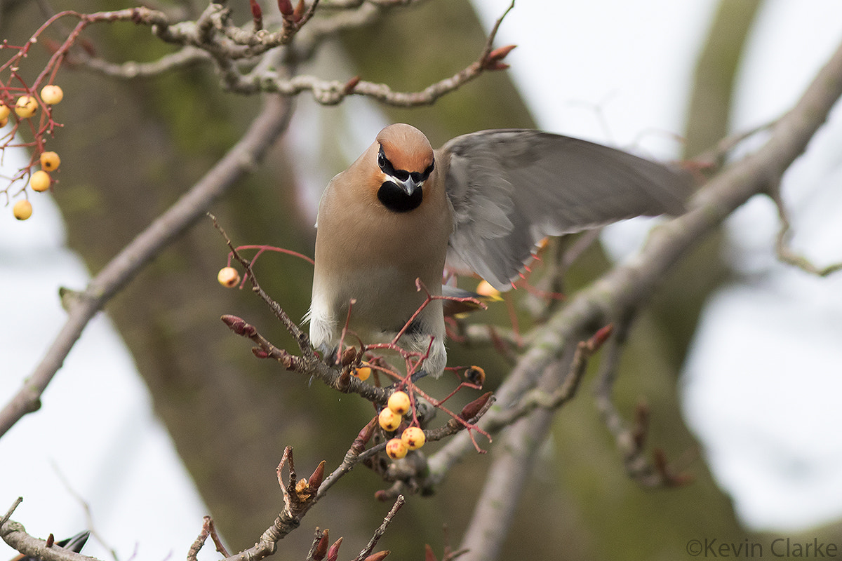Canon EF 300mm F4L IS USM sample photo. Bohemian waxwing give me a wave. photography