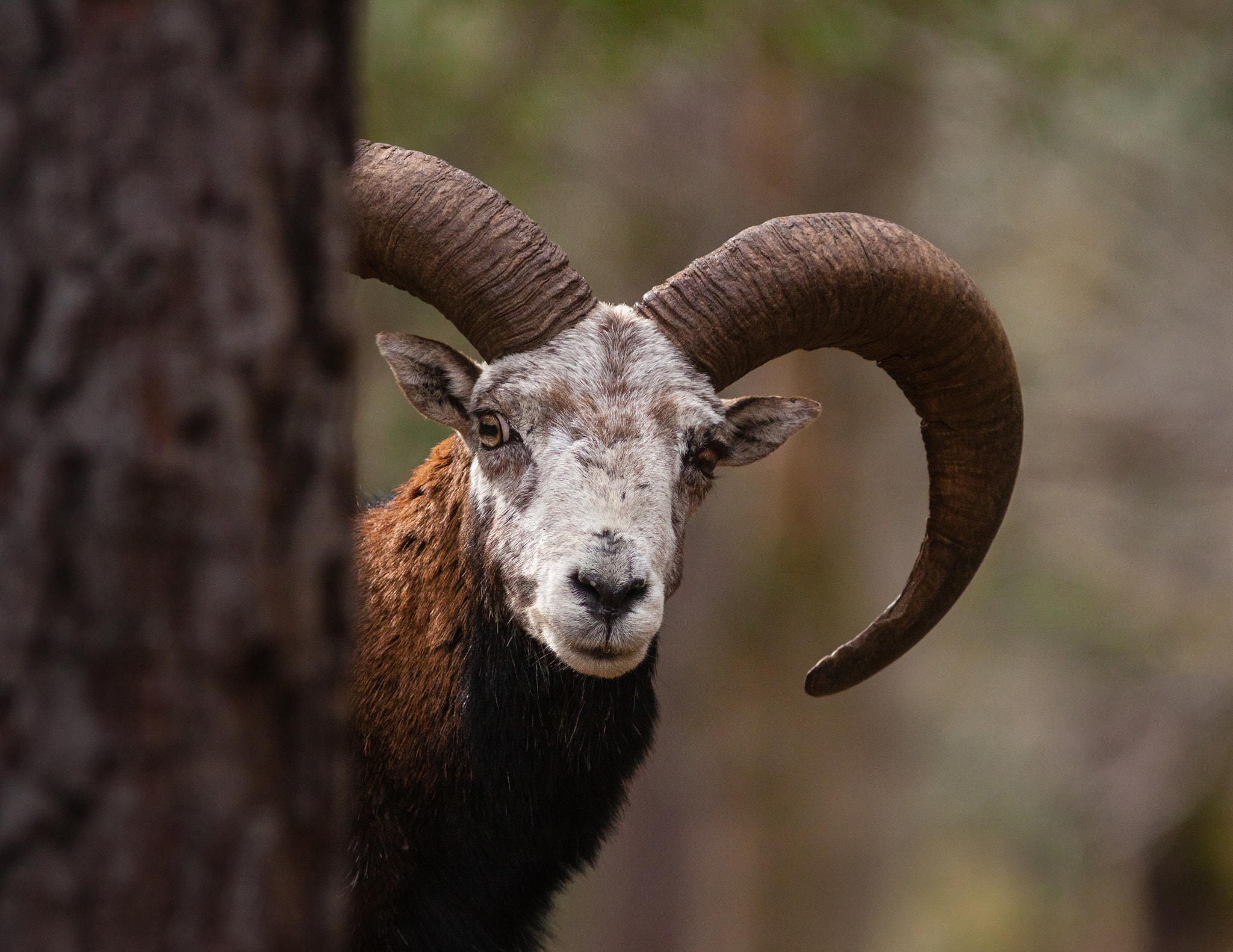 Canon EF 300mm F4L IS USM sample photo. Mouflon de corse photography