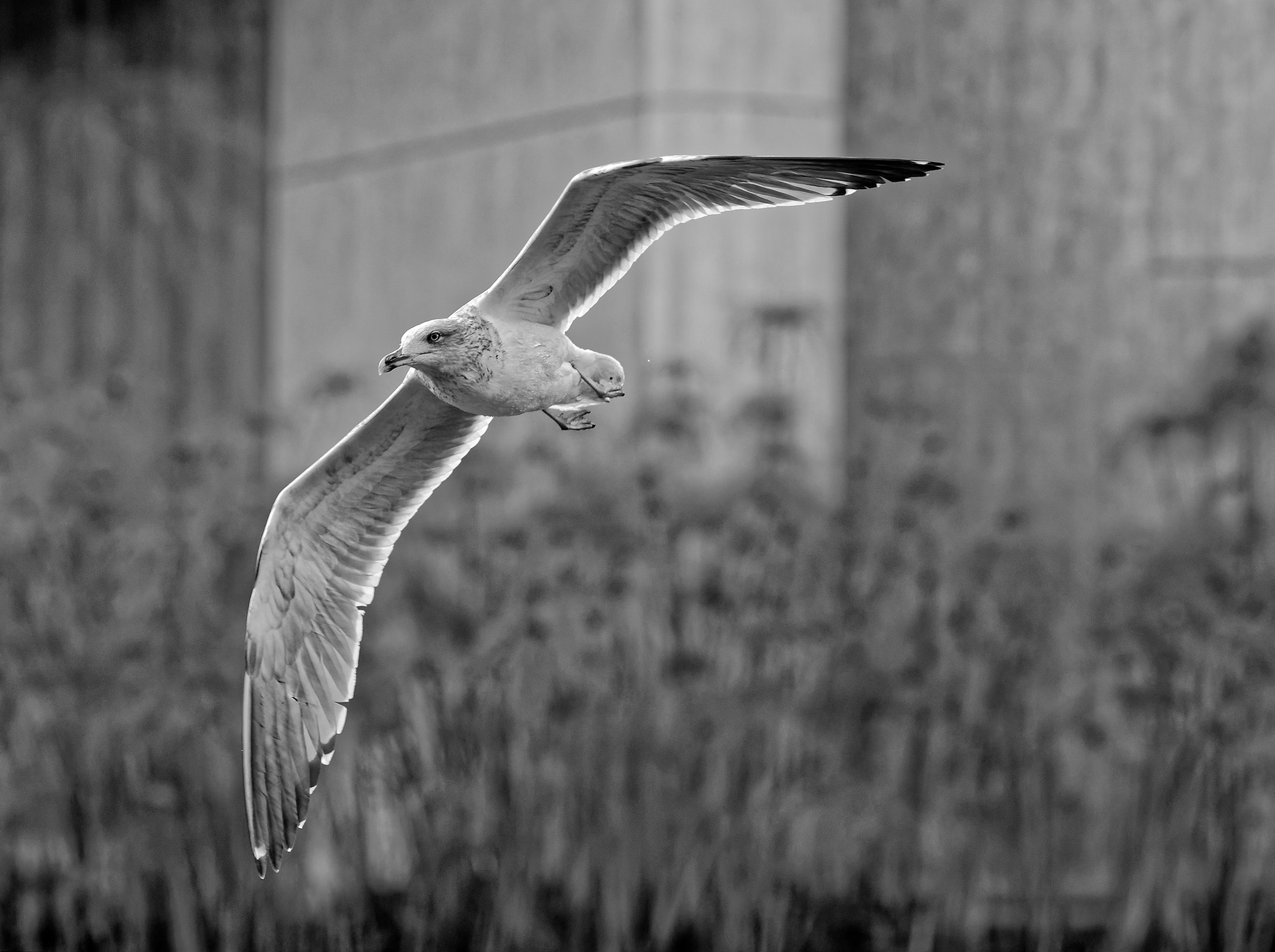 Canon EF 135mm F2L USM sample photo. Bird in sight flight photography