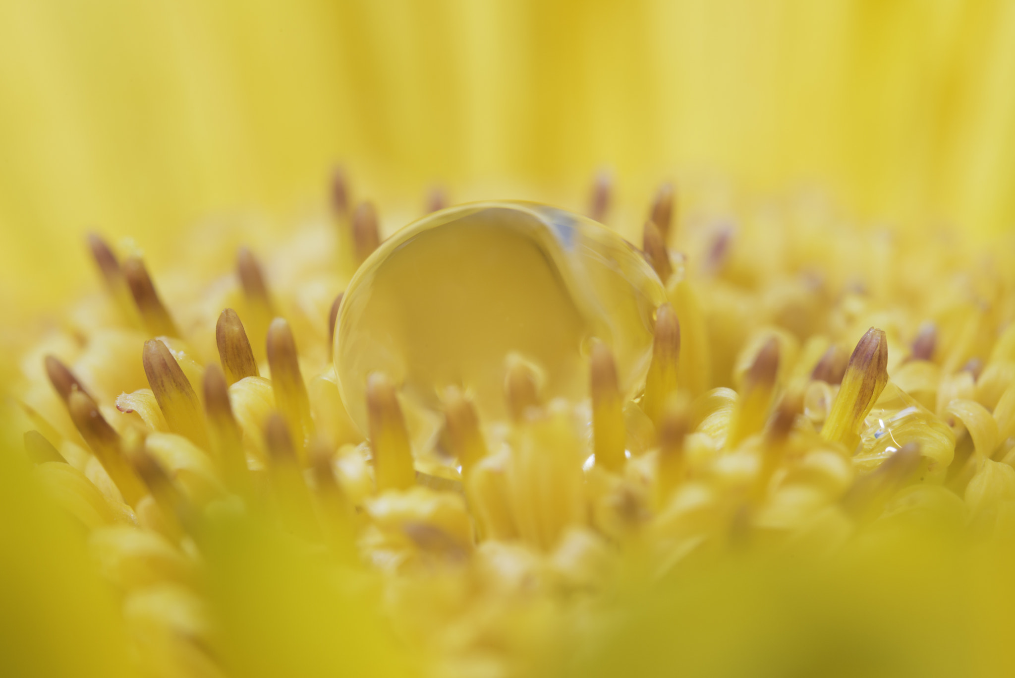 Nikon D800 + Sigma 150mm F2.8 EX DG OS Macro HSM sample photo. Yellow drop photography