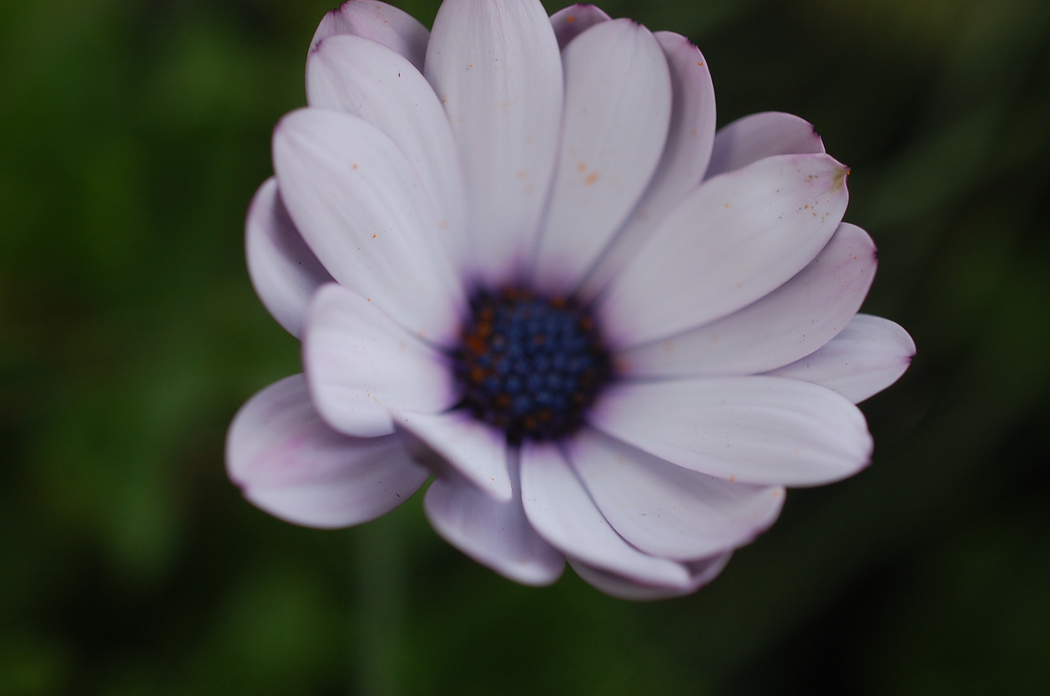 Nikon AF-S DX Micro Nikkor 40mm F2.8 sample photo. Dsc photography