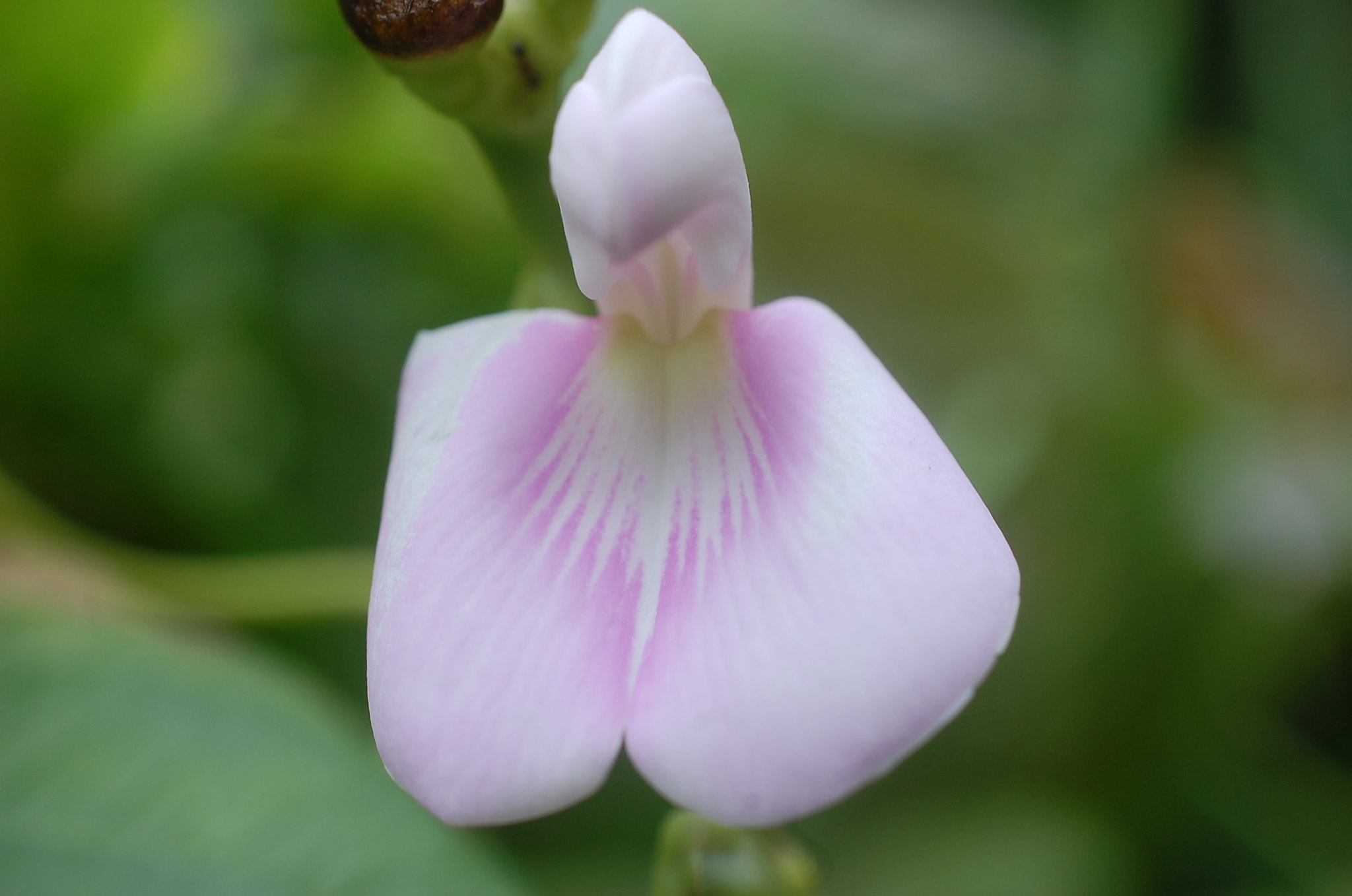 Nikon AF-S DX Micro Nikkor 40mm F2.8 sample photo. Dsc photography