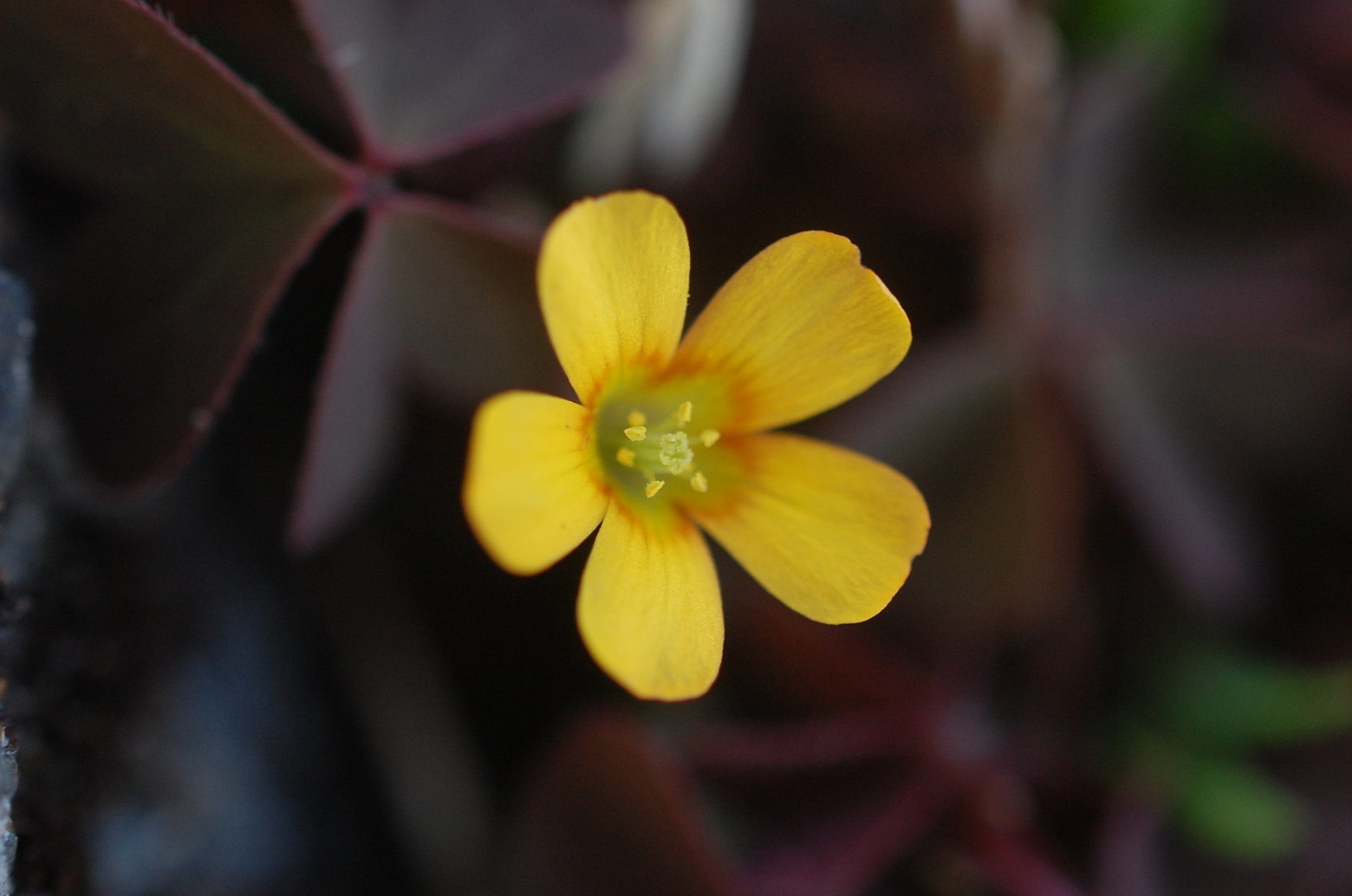 Nikon AF-S DX Micro Nikkor 40mm F2.8 sample photo. Dsc photography