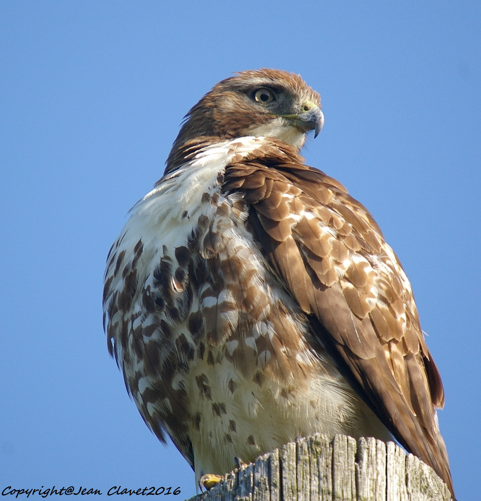Pentax K100D sample photo. Buse à queue rousse / red-tailed hawk photography