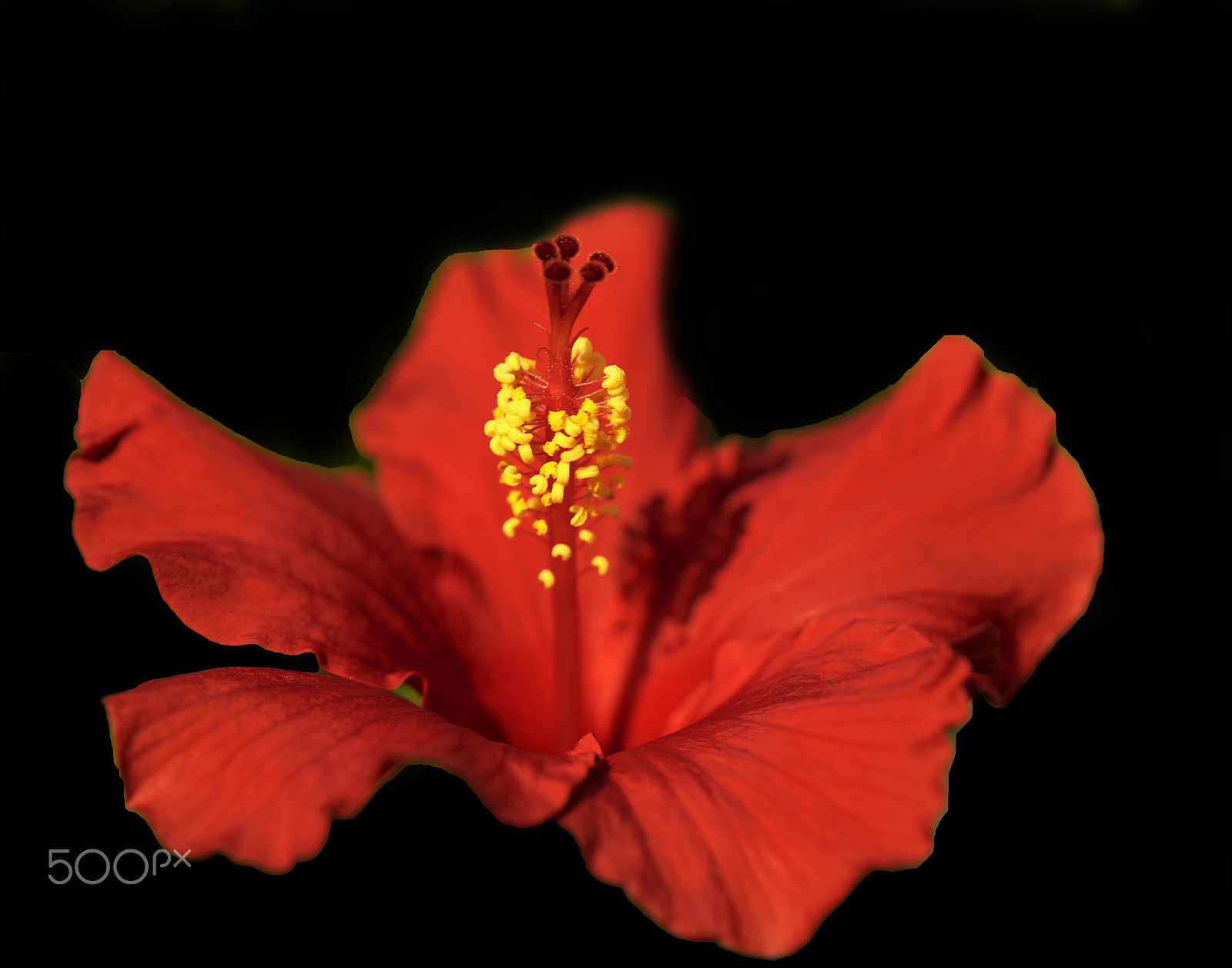 Sony a7R sample photo. Blooming red flower photography