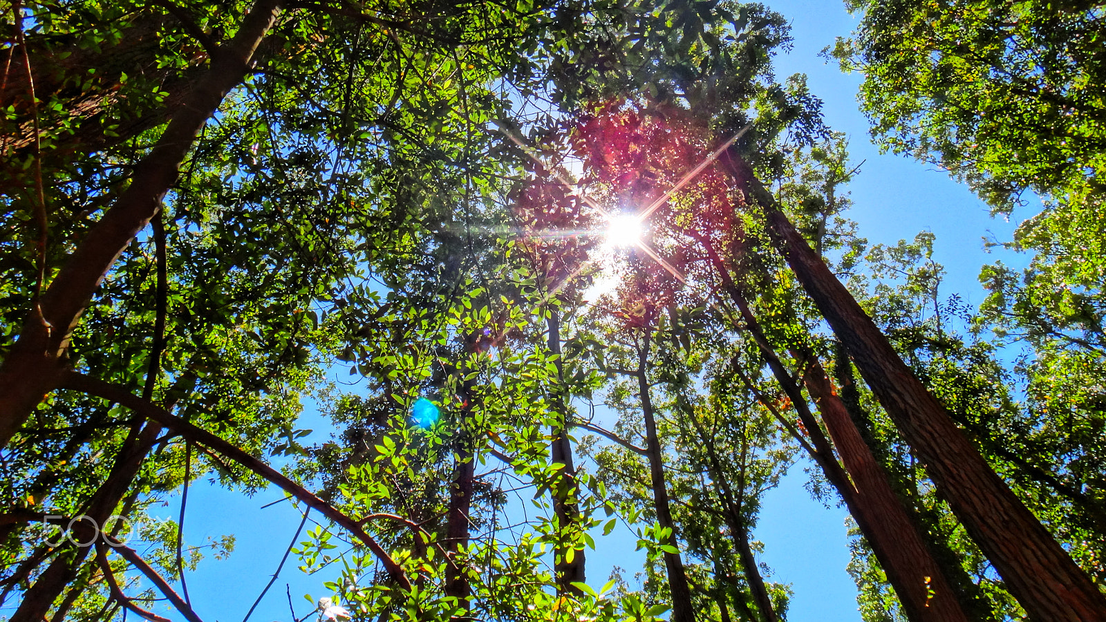 Sony DSC-TX20 sample photo. Sun rays among trees photography