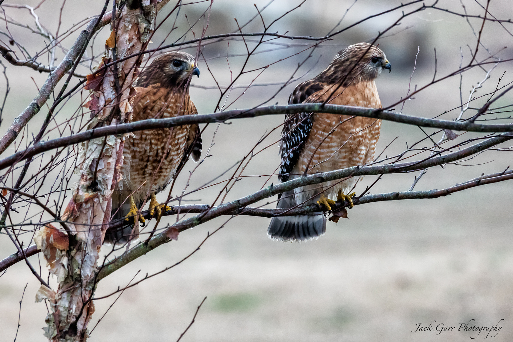 Canon EOS 5DS + 150-600mm F5-6.3 DG OS HSM | Sports 014 sample photo. Pair of red-shouldered hawks photography