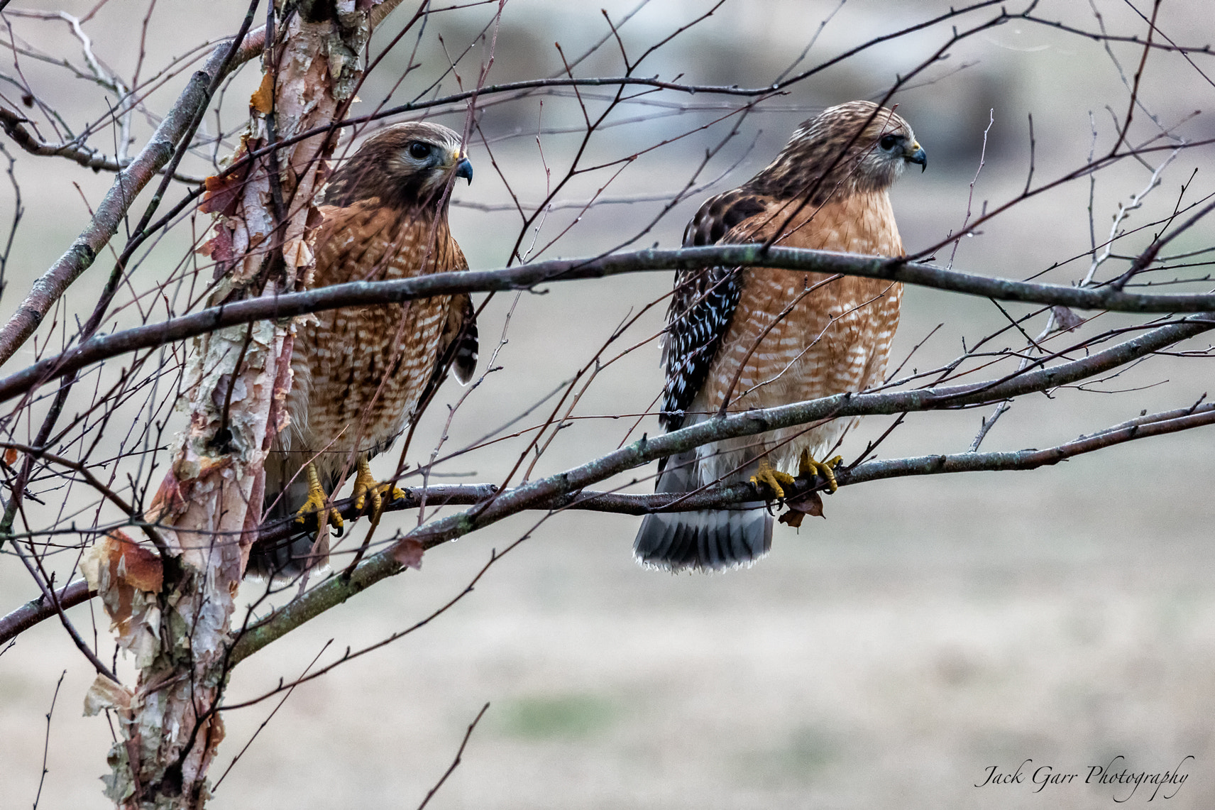 150-600mm F5-6.3 DG OS HSM | Sports 014 sample photo. Pair of red-shouldered hawks photography