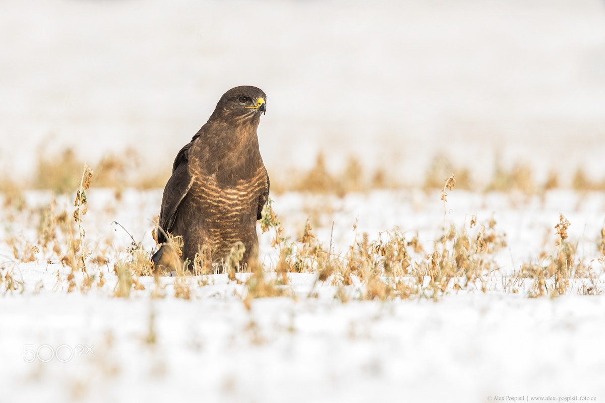Canon EF 300mm F2.8L IS USM sample photo. Common buzzard photography