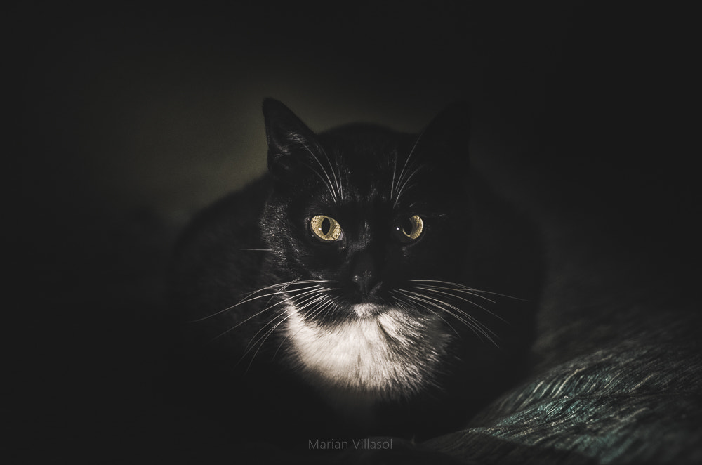 Sigma 24-70mm F2.8 EX DG HSM sample photo. The look photography