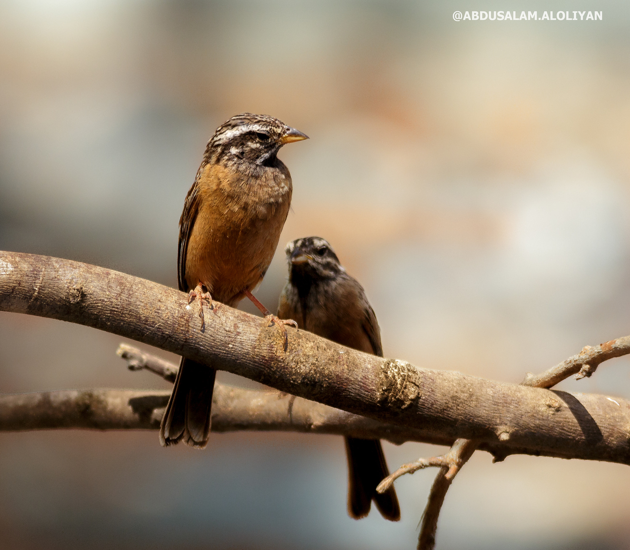 Canon EOS 700D (EOS Rebel T5i / EOS Kiss X7i) sample photo. Rock bunting photography