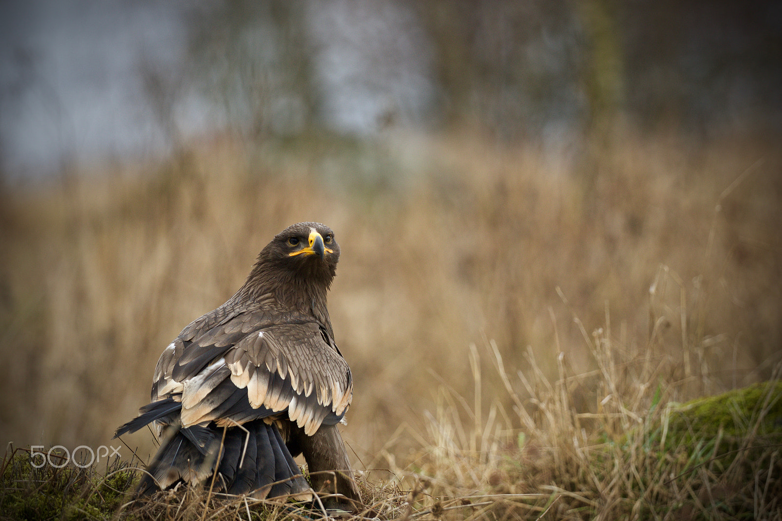 Canon EOS 7D Mark II + Canon EF 200-400mm F4L IS USM Extender 1.4x sample photo. Bird eye view photography