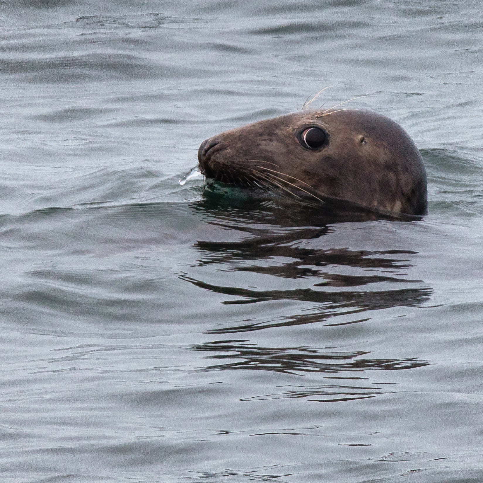 Canon EOS 70D + 150-600mm F5-6.3 DG OS HSM | Sports 014 sample photo. Grey seal keeping a watchfull eye on me photography