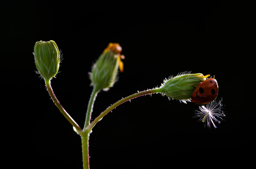 Pentax K20D + smc PENTAX-FA Macro 100mm F2.8 sample photo. Lagybug photography