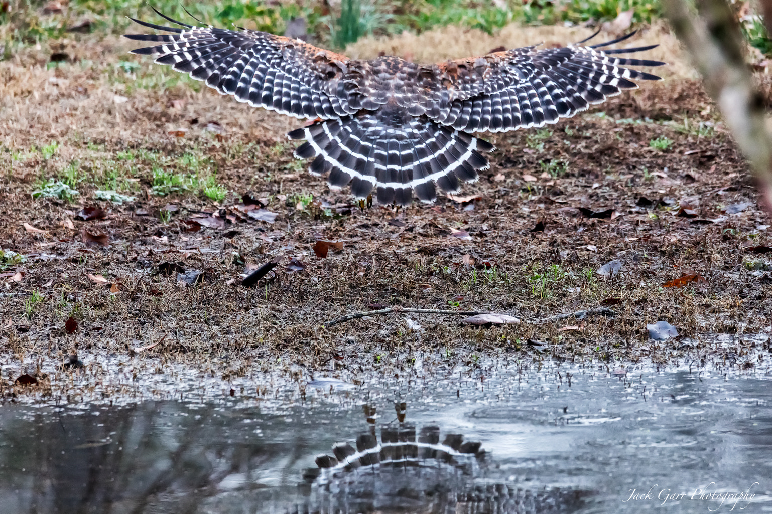 150-600mm F5-6.3 DG OS HSM | Sports 014 sample photo. Red-shouldered hawk in flight photography