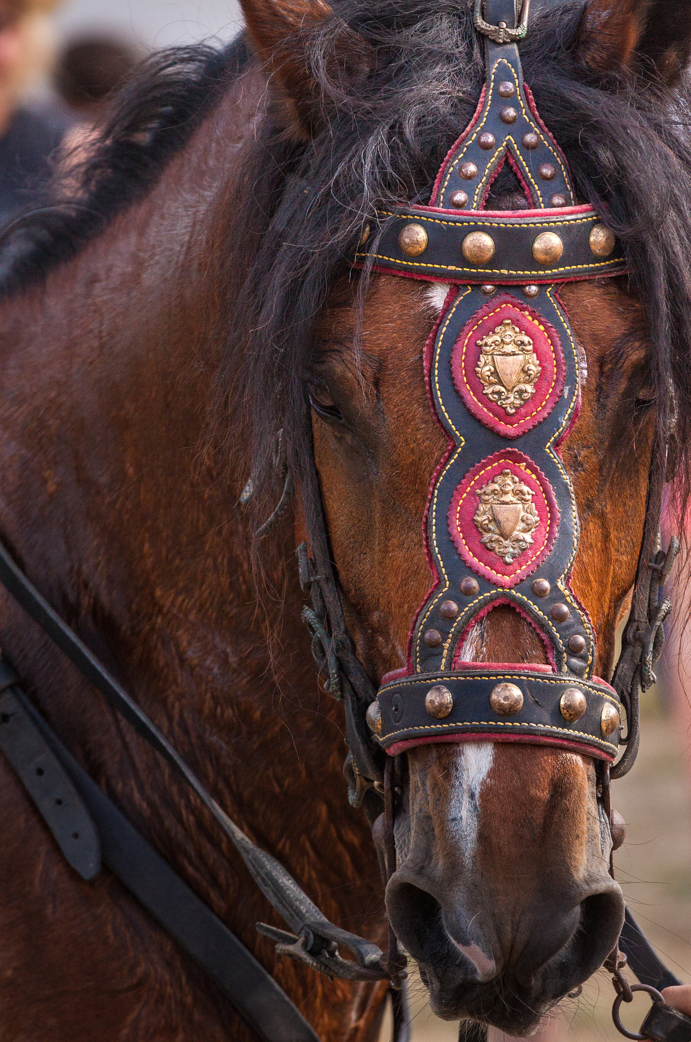 Canon EOS 50D + Canon EF 70-200mm F4L IS USM sample photo. Cheval espagnol photography