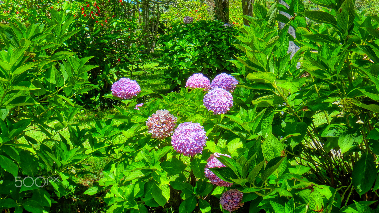 Sony DSC-TX20 sample photo. Flowers 22 photography