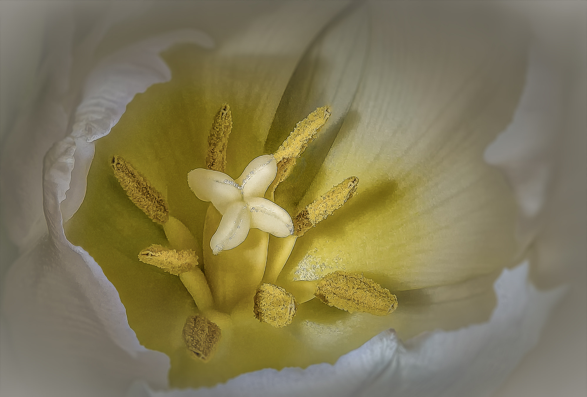 Sigma 105mm F2.8 EX DG OS HSM sample photo. ++ tulpen ++ photography