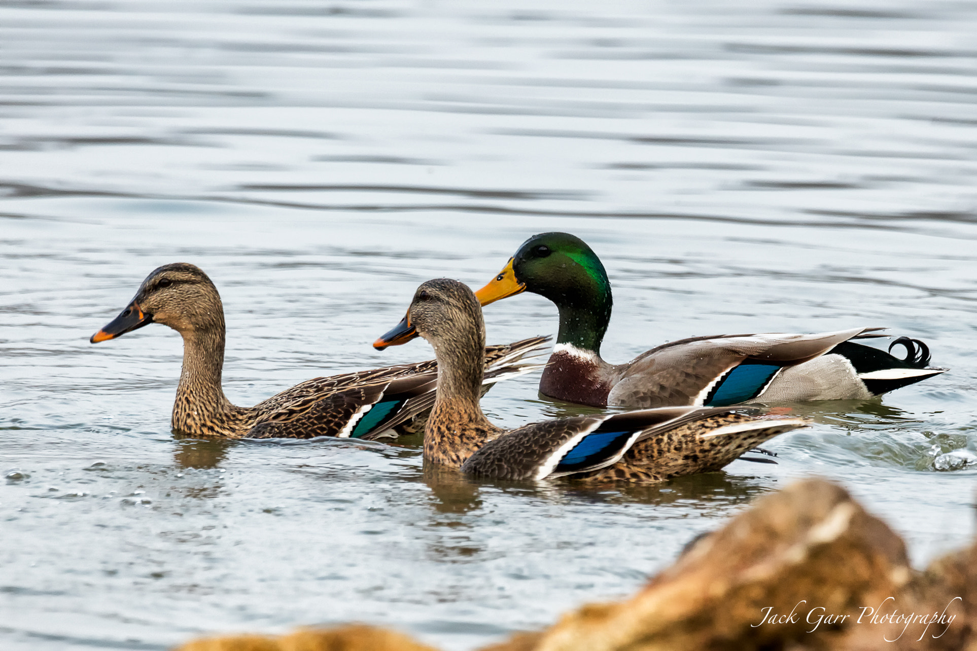 Canon EOS 5DS + 150-600mm F5-6.3 DG OS HSM | Sports 014 sample photo. Male and female mallards photography