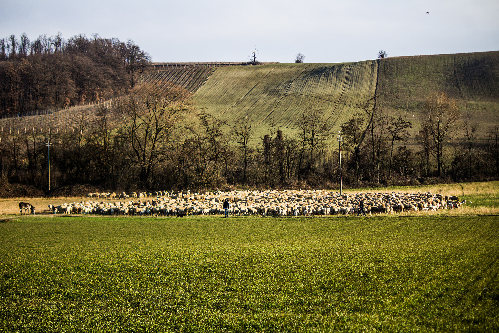 Canon EF-S 55-250mm F4-5.6 IS sample photo. Sheep in love photography
