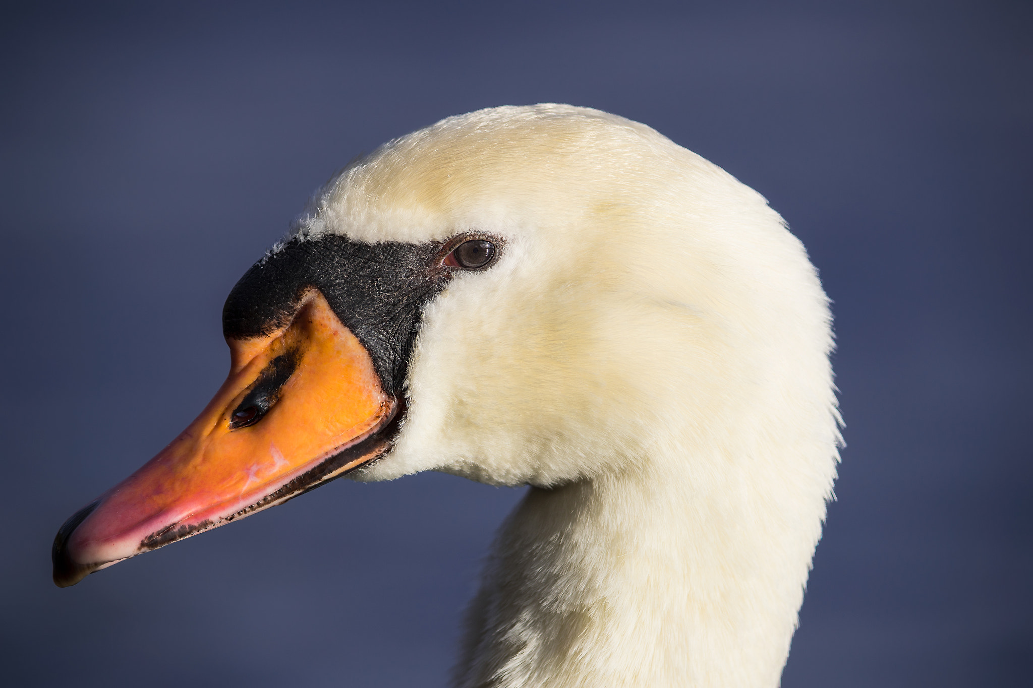 Canon EF 400mm F2.8L IS II USM sample photo. Graceful photography