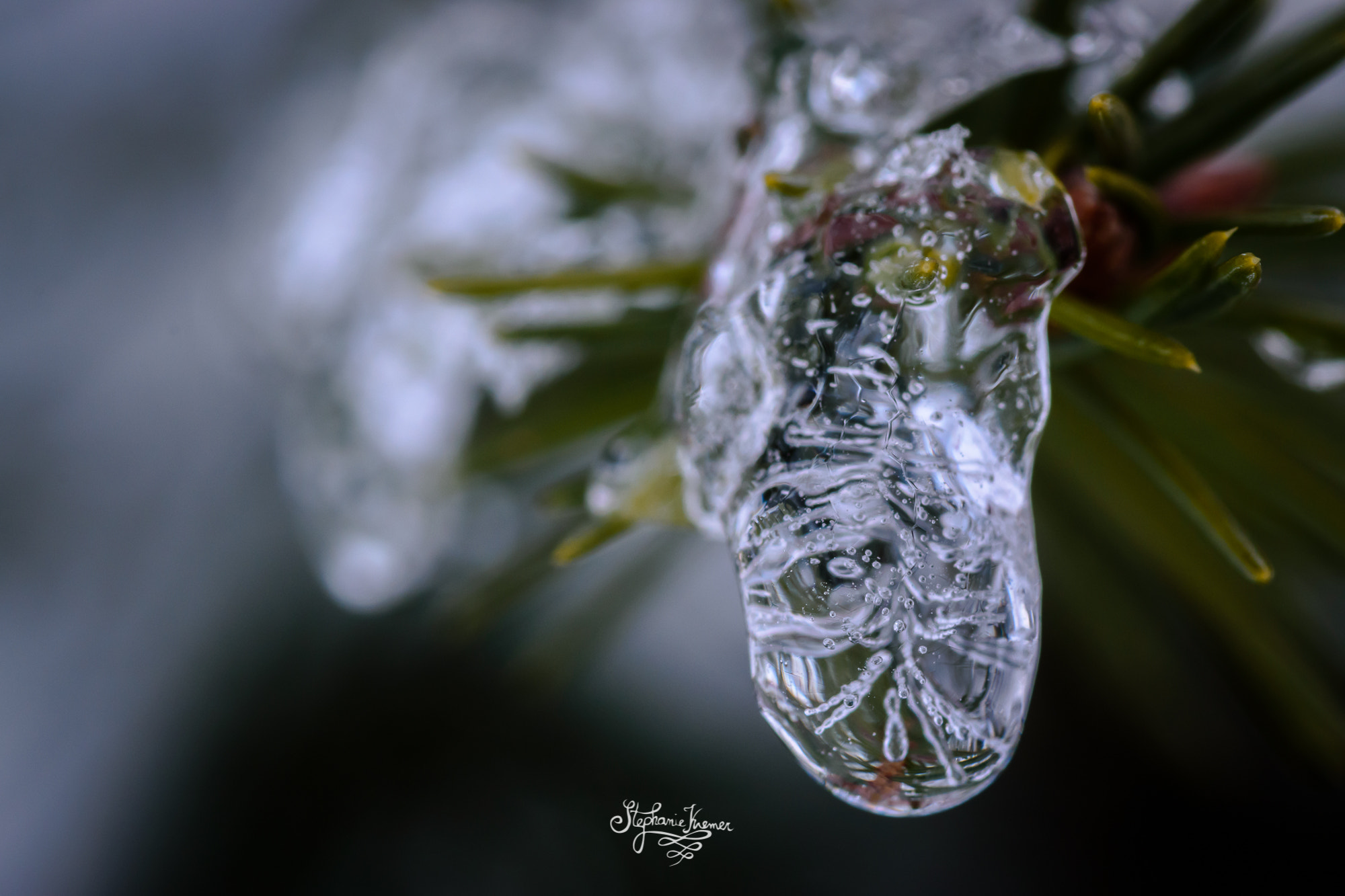 Nikon D5500 + Tokina AT-X Pro 100mm F2.8 Macro sample photo. Frozen photography