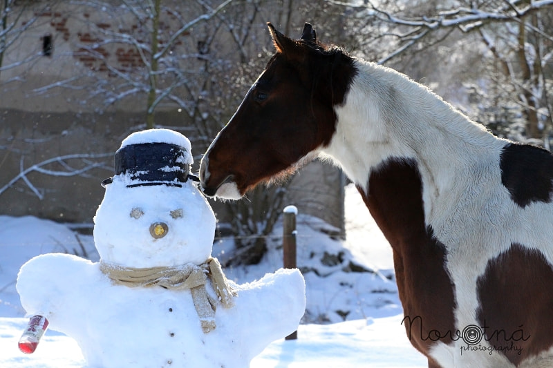 Canon EOS 50D + Canon EF 70-200mm F4L USM sample photo. Snowman and jack photography