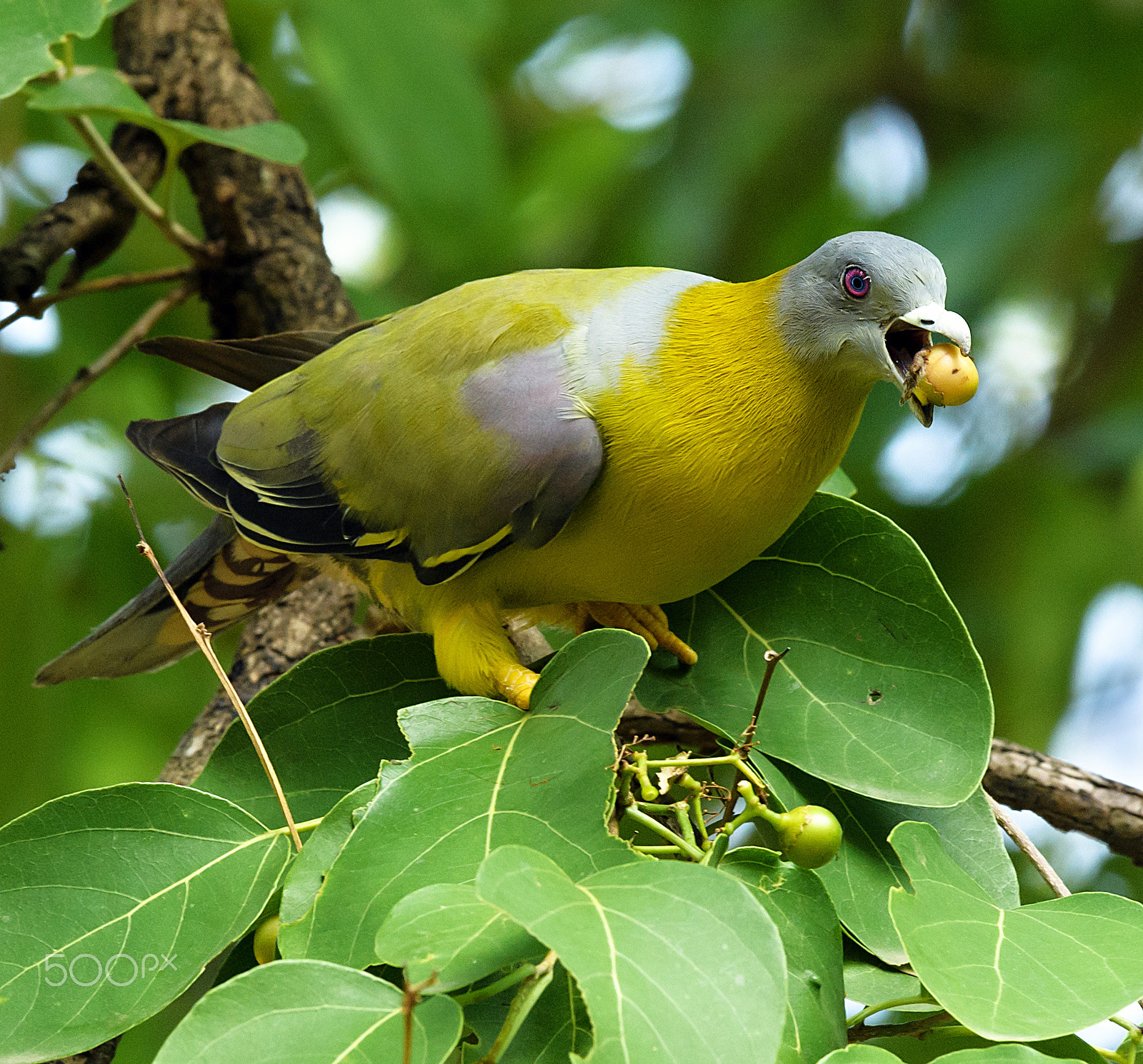 Nikon AF-S Nikkor 600mm F4E FL ED VR sample photo. Yellow footed green pigeon photography