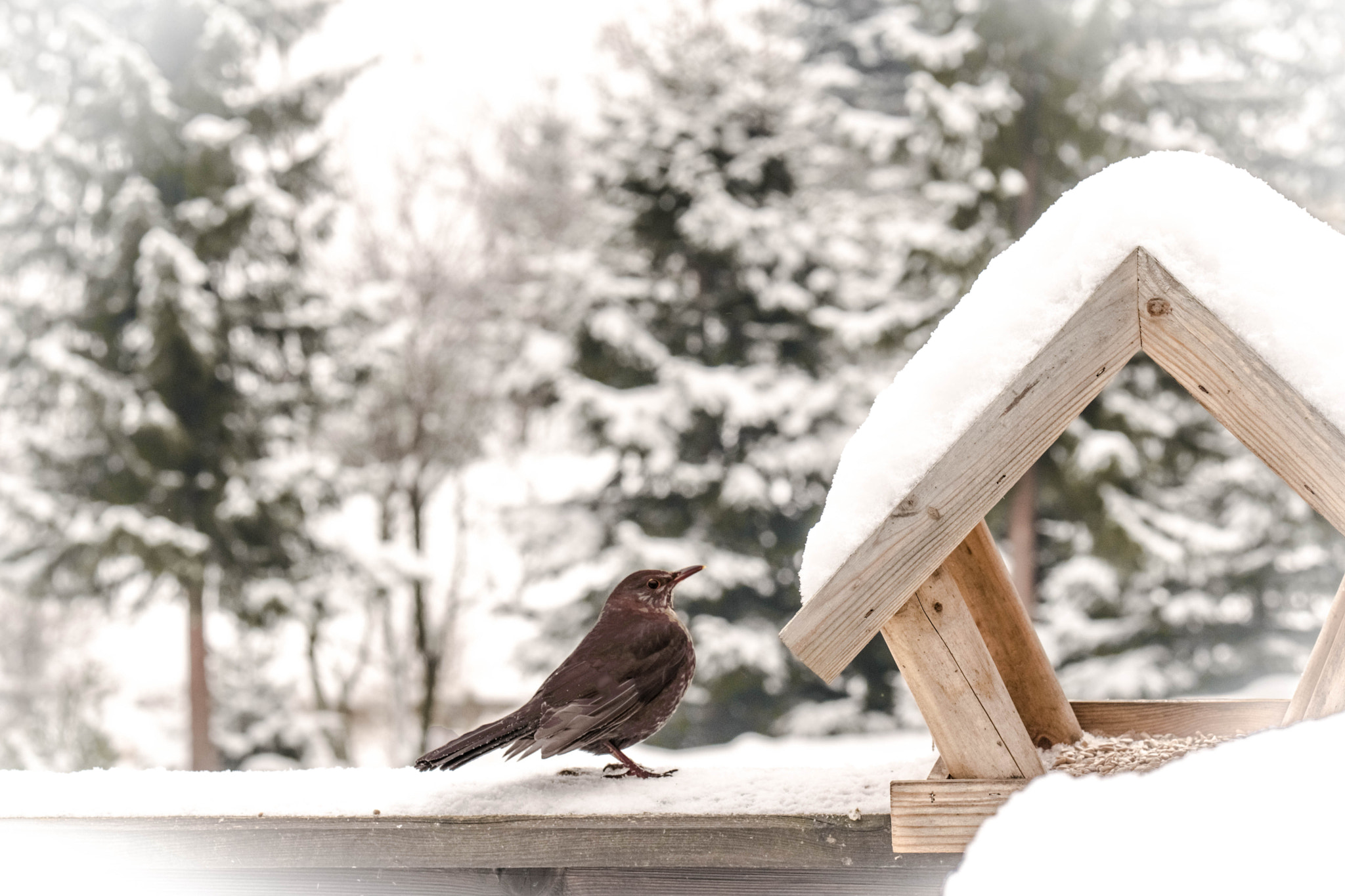 Nikon D5300 + Sigma 105mm F2.8 EX DG Macro sample photo. Dsc photography