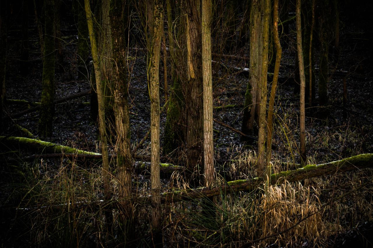 Sony Alpha NEX-6 + Sony E 55-210mm F4.5-6.3 OSS sample photo. A forest photography